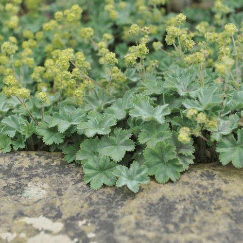 Alchemilla Mollis Lady's Mantle Perennial 9cm, 3 x 9cm Pots