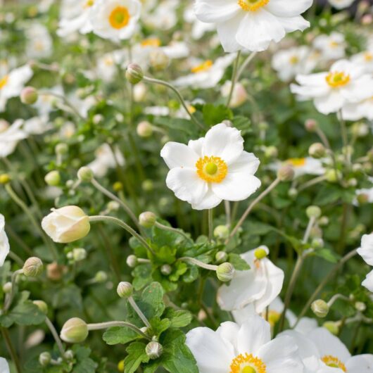 Anemone Hybrida Honorine Jobert Perennial 9cm - 2L
