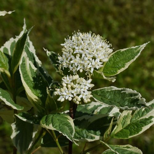 Cornus Alba Elegantissima Deciduous Shrub 1L / 2L, 1L (30-40cm including the pot)