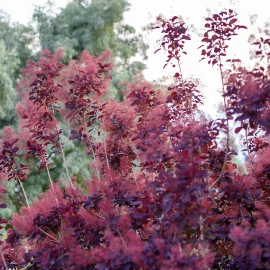 Cotinus Cog. 'Royal Purple' Deciduous Shrub 9cm/2L, 2L