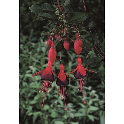 Hardy Fuchsia 'Mrs Popple' 9cm / 2L, 3 x 9cm (10-20cm including the growers pot)