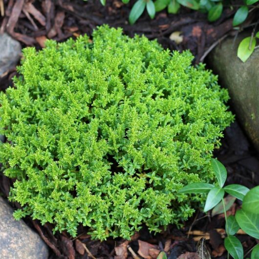 Hebe 'Emerald Gem' 'Green Globe' Evergreen Shrub 9cm / 1L / 2L, 1L