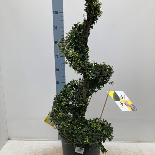 Ilex 'Dark Green' Spiral 12L 110-120cm inc. pot