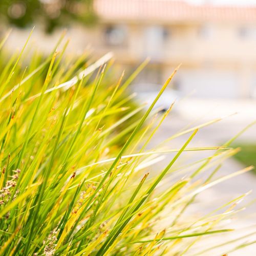Lomandra longifolia 'Miner's Gold' 9cm (PRE ORDER MARCH 2025)