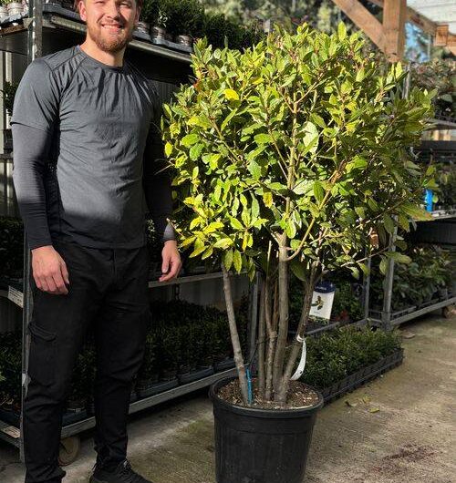 Multistem Bay Tree (Laurus Nobilis) 35L 160-180cm