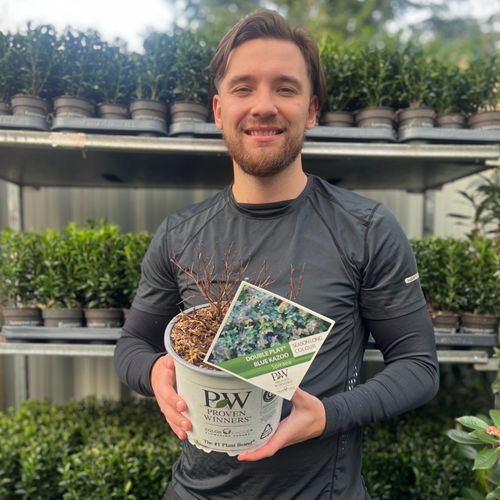 Spiraea Double Play 'Blue Kazoo' 3L