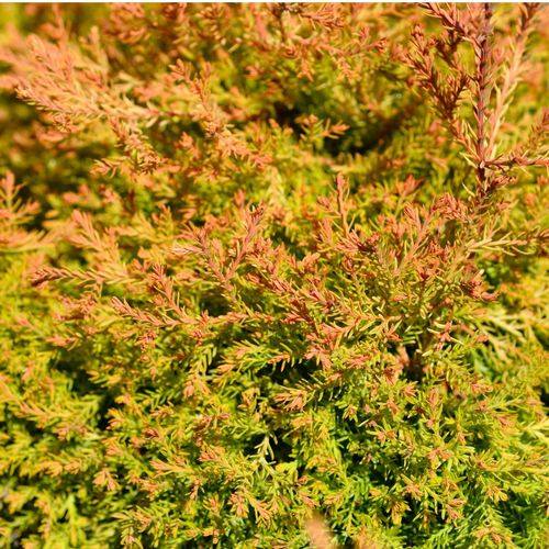 Thuja occidentalis 'Fire Chief' 9cm (PRE ORDER MARCH 2025)