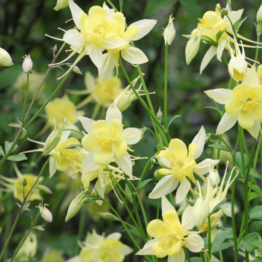 Aquilegia 'Spring Magic Yellow' Perennial 9cm, 1.5L (13cm)