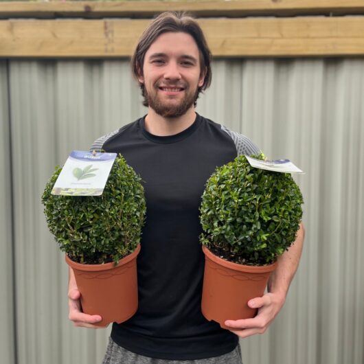 Buxus Sempervirens Buxus Topiary Ball Evergreen, 10L (40cmø)