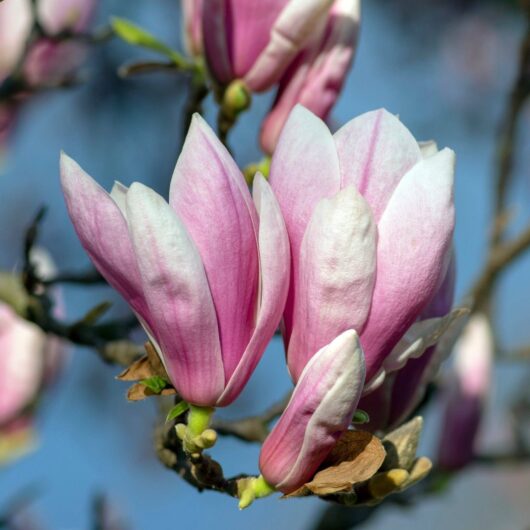 Magnolia x Soulangeana 'Saucer Magnolia' Deciduous Shrub, 3L Pot