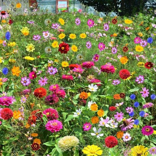 1000 mixed wildflower seeds - diverse wildflower varieties that attract bees and butterflies, perfect for gardens and balconies.