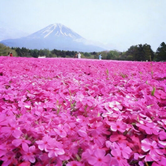 1000 pink phlox seeds - colorful flower variety, easy to grow, ideal for gardens and flower beds.