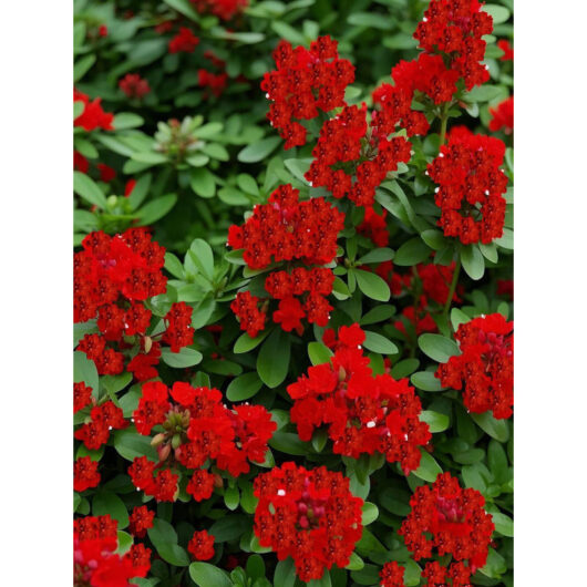 10,000 bright red thyme seeds - colorful plant for gardens and pots, attracts bees and butterflies, easy to maintain.