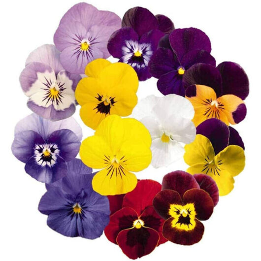 200 tricolor pansy seeds - perfect for family gardens and outdoor areas, decorative flowers easy to grow.