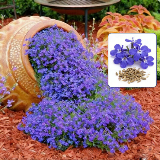 2000 blue lobelia seeds - ideal for gardening, easy to grow and maintain, perfect for balconies and flower beds.