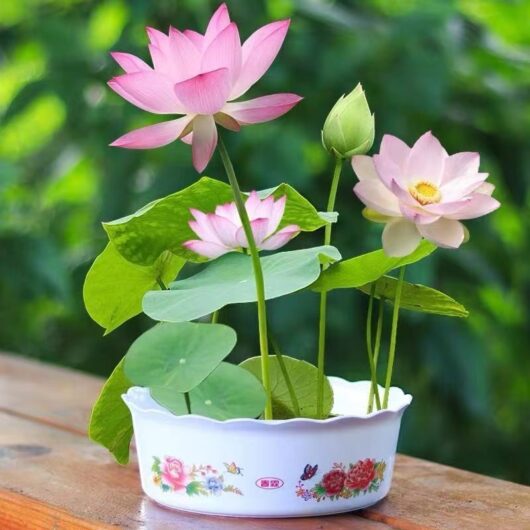 30 lotus seeds for hydroponics - mixed varieties, hardy aquatic plants, perfect for indoor and outdoor gardens.
