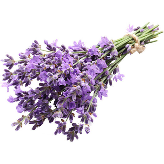 50 g lavender seeds - purple flowers for gardens and balconies, attracts bees and butterflies, easy to grow.