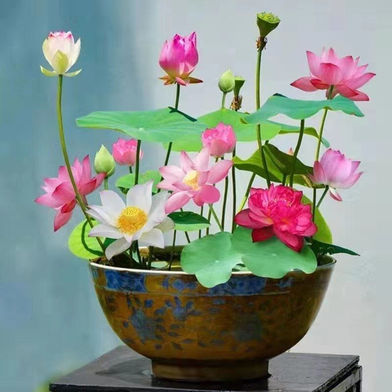 60 mixed lotus seeds - easy-to-grow aquatic plants, hardy, suitable for indoor and outdoor gardens.