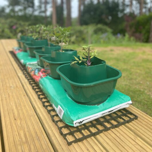 Tomato & Vegetable Growbag Pots - Pack of 6