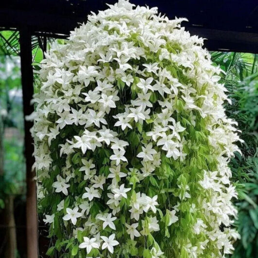 200 climbing jasmine seeds - fragrant plant, ideal for family gardens, balconies, and decorative plantings.