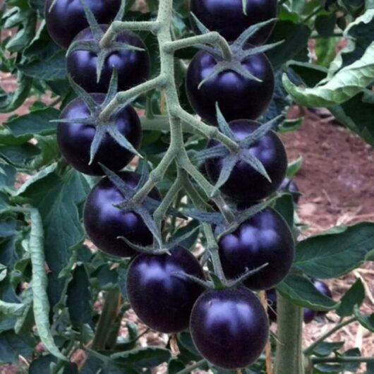 Black Cherry Tomato Seeds 50 - Vegetable Seeds for Garden, Pots, and Indoor Cultivation