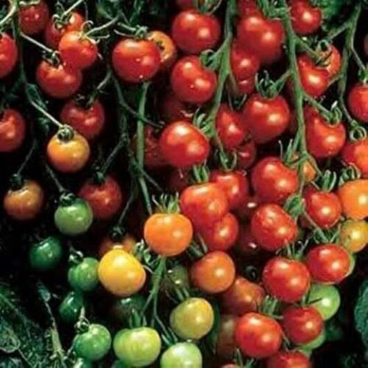 Cherry Tomato Seeds - 500 Seeds - Vegetable Seeds - Cultivation Garden Balcony Indoor
