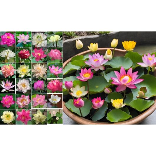 Dwarf Lotus Seeds - 30-Pack Seeds for Aquatic Plants, Bonsai Lotus and Water Lilies, Ideal for Ponds and Home Gardens