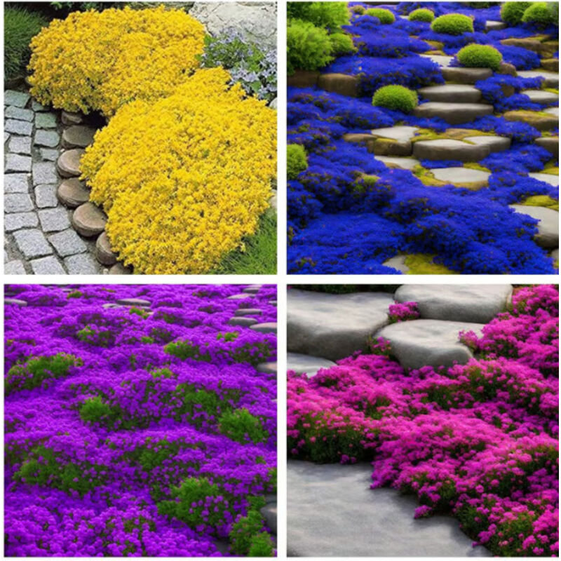 Set of 10,000 colorful thyme seeds - perennial ornamental and kitchen plant, ideal for indoor and outdoor cultivation.