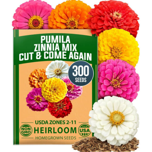 Zinnia Seeds 300 pcs, Zinnia Elegans Flower Seeds